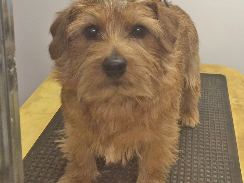 Norfolk Retired - Group 2