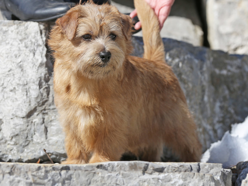 Rory - CH Watercroft Love on the Rocks