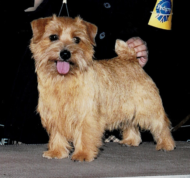Norfolk Terrier at a dog show