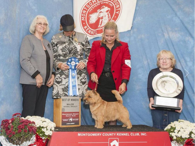 Konner - INT CH Ragus Devils Double