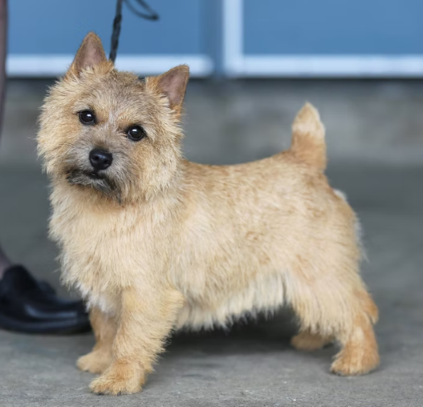 Mira - CH Dralion's Mirror Image