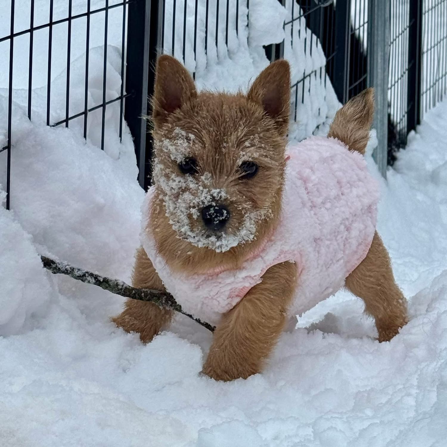 Heddy - Dralion's Head Over Heels at Recurve - first Snow Day at 4 months old