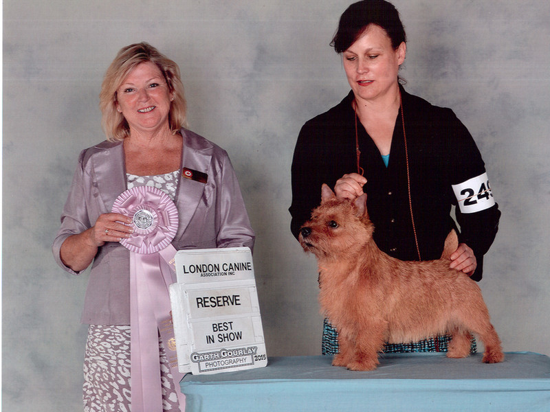 Curby - CH Dralion's Curb Your Enthusiasm