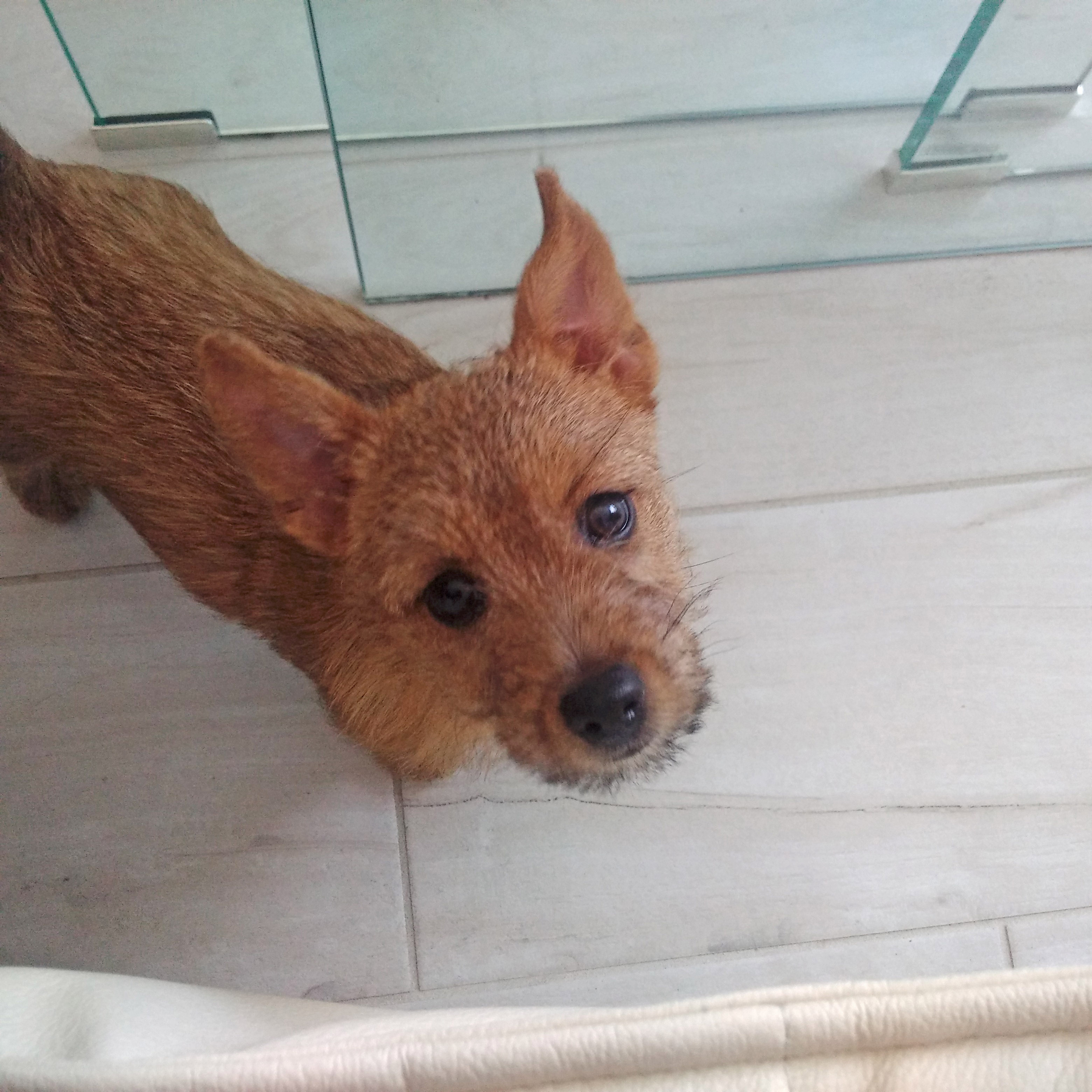 Addison - CH Dralion's Addison Vanderwoude