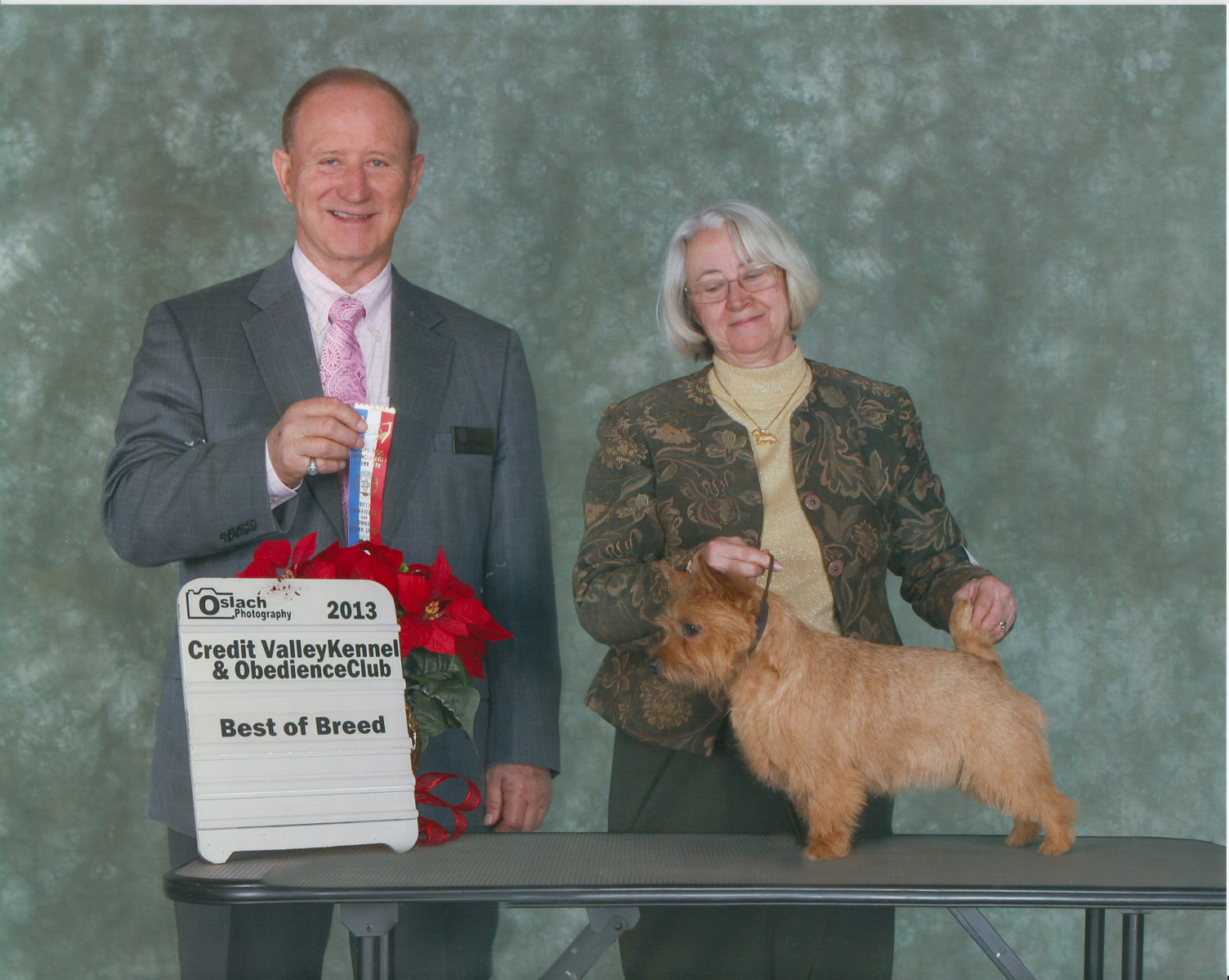 Addison - CH Dralion's Addison Vanderwoude