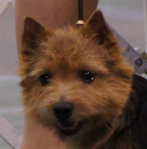 Cara - CH Dralion's Charlies Ebony Angel