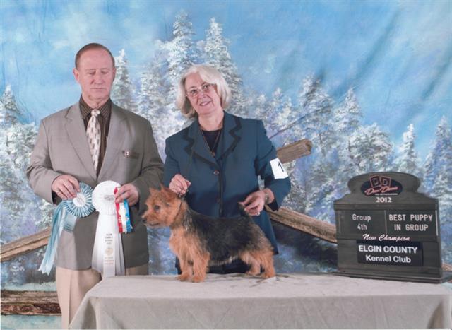 Cara - CH Dralion's Charlies Ebony Angel