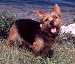 Cassie - Ch. Abbedales Cassidy of Dralion B/T