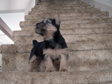 Cassie - Ch. Abbedales Cassidy of Dralion B/T