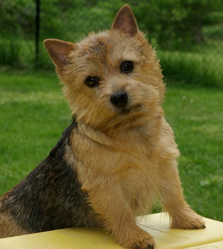 Ebony - Amer Can Ch. Dralion's Ebony Eyes