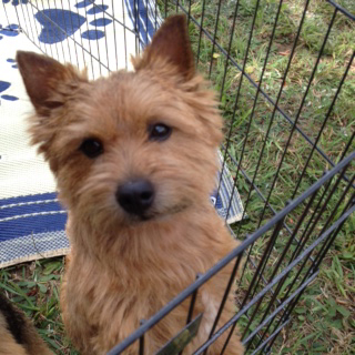 Harper - CH Dralion's Harper Hall