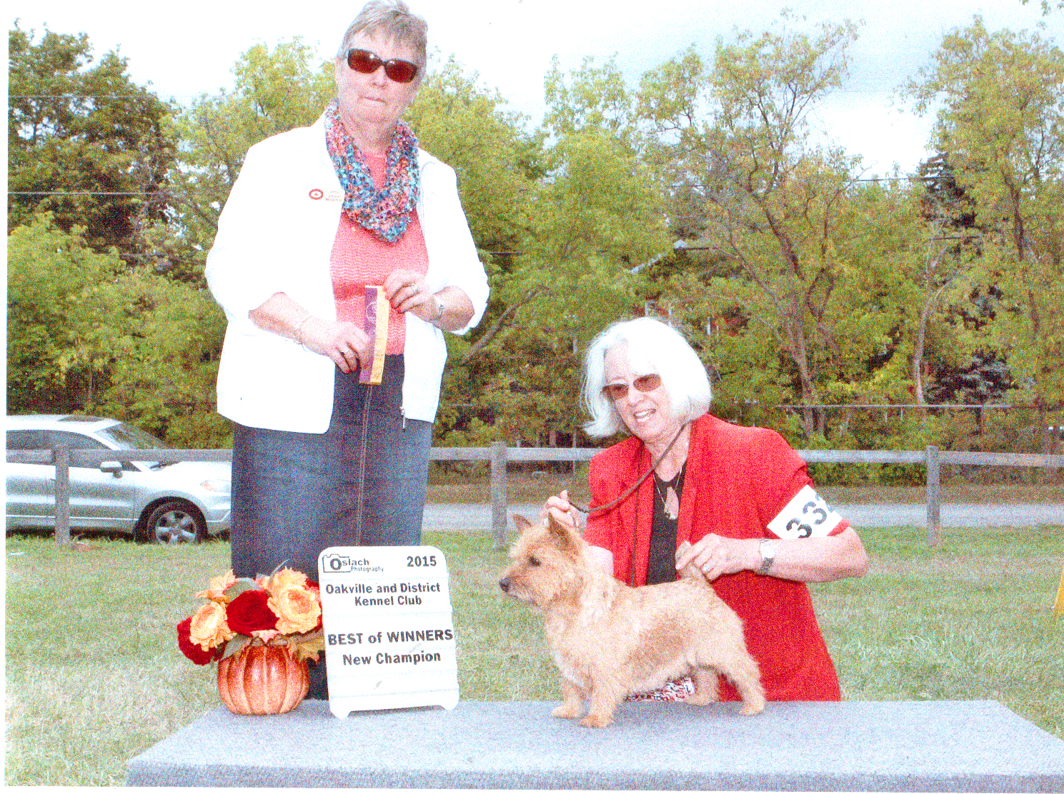 Harper - CH Dralion's Harper Hall