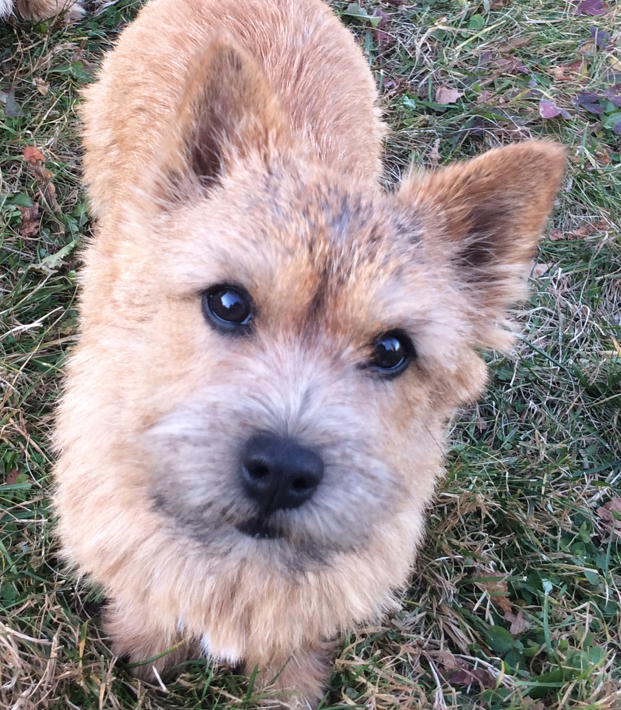 Kylie - Dralion's Blythe Spirit