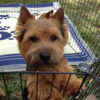 Ozzy - CH Dralion's Wizard of Ozz