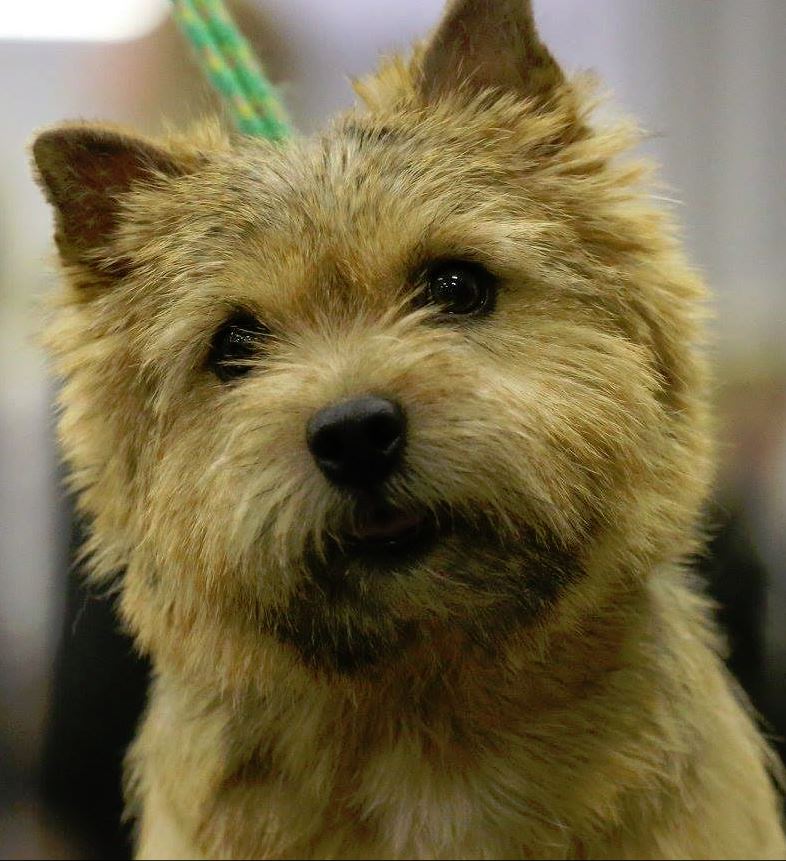 Peyton - CH Dralion Amblegreen in Cahoots