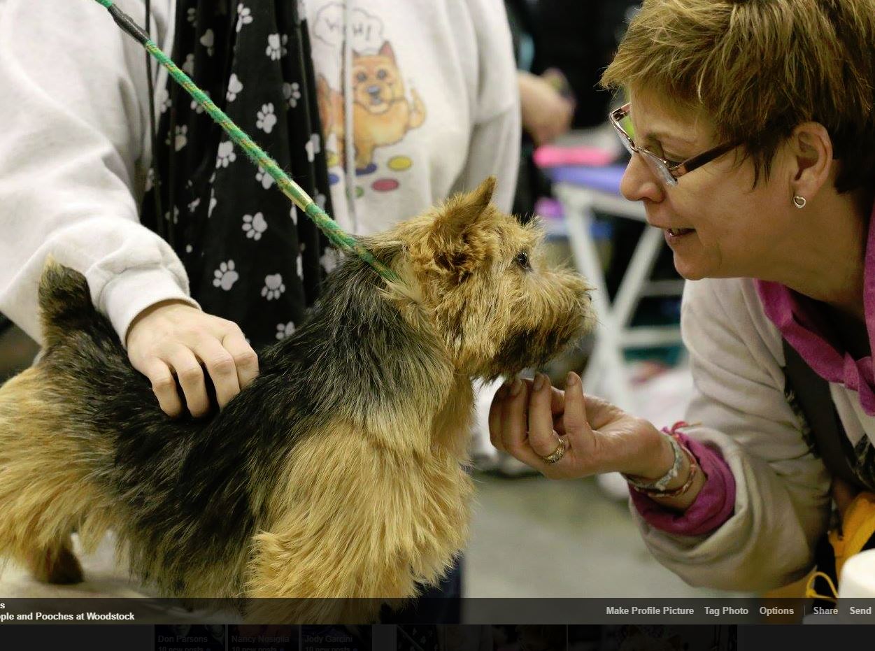 Peyton - CH Dralion Amblegreen in Cahoots