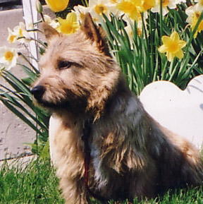 Sophie - Ch. Dralion's Sophisticated Rat RD