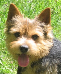 Tommy - Amer. Ch. Abbedale Talisman at Dralion