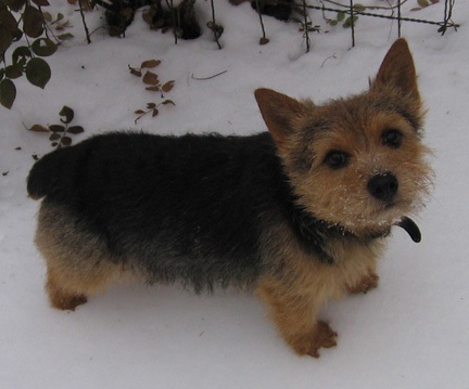 Tommy - Amer. Ch. Abbedale Talisman at Dralion