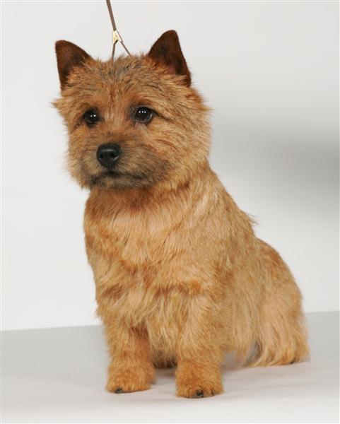 Whimsey - Amer Can CH Dralion's Whimsical Dreamer