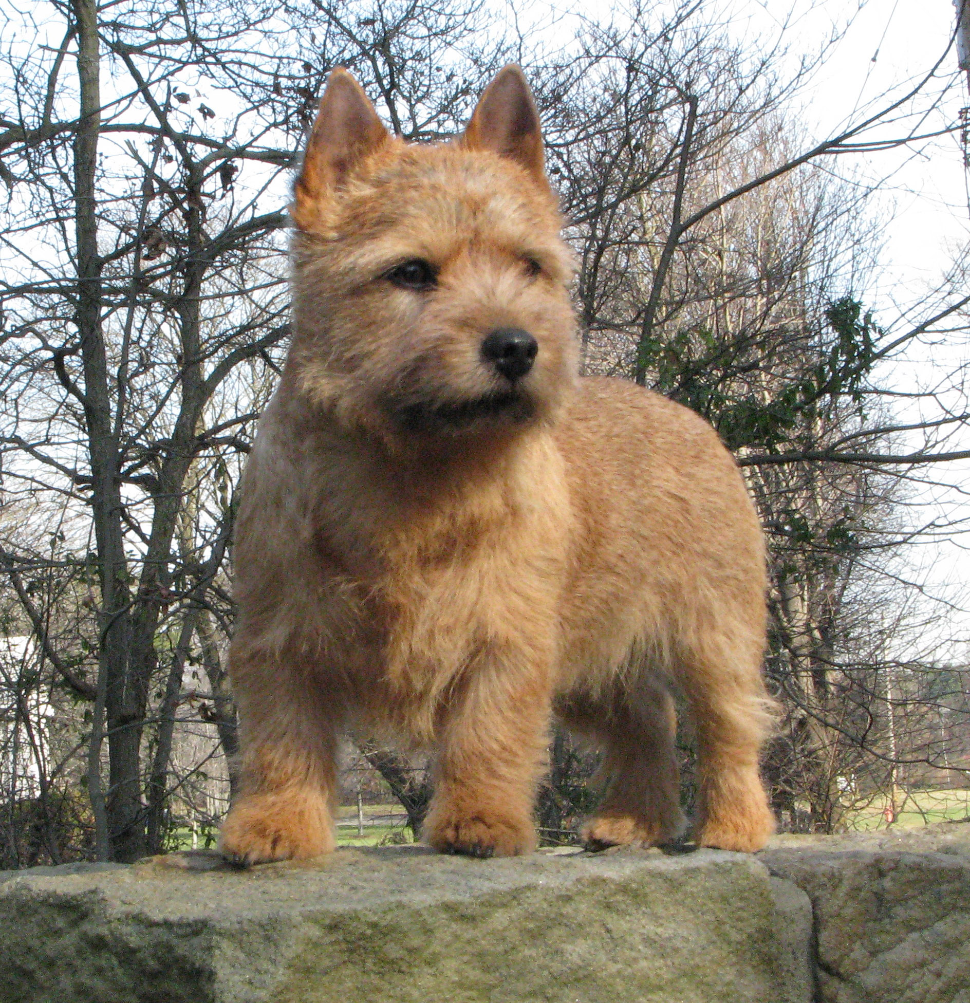 Whimsey - Amer Can CH Dralion's Whimsical Dreamer