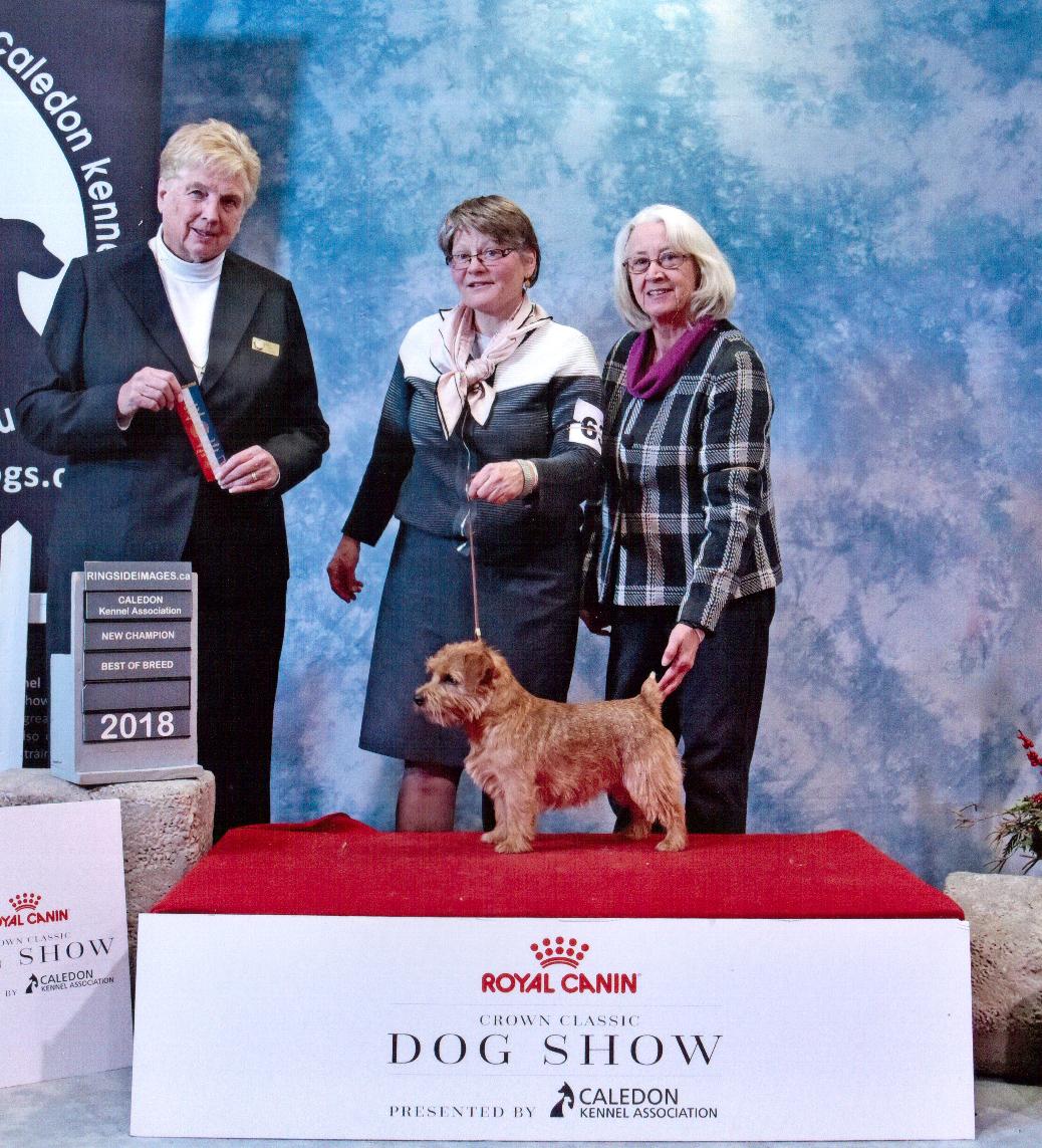 Molly - CH Dralion's Rose of Inglewood - Champion Win