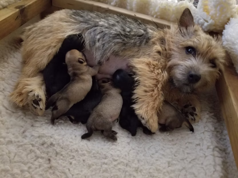 Rumour with her litter of 6 puppies at Dralion Kennels