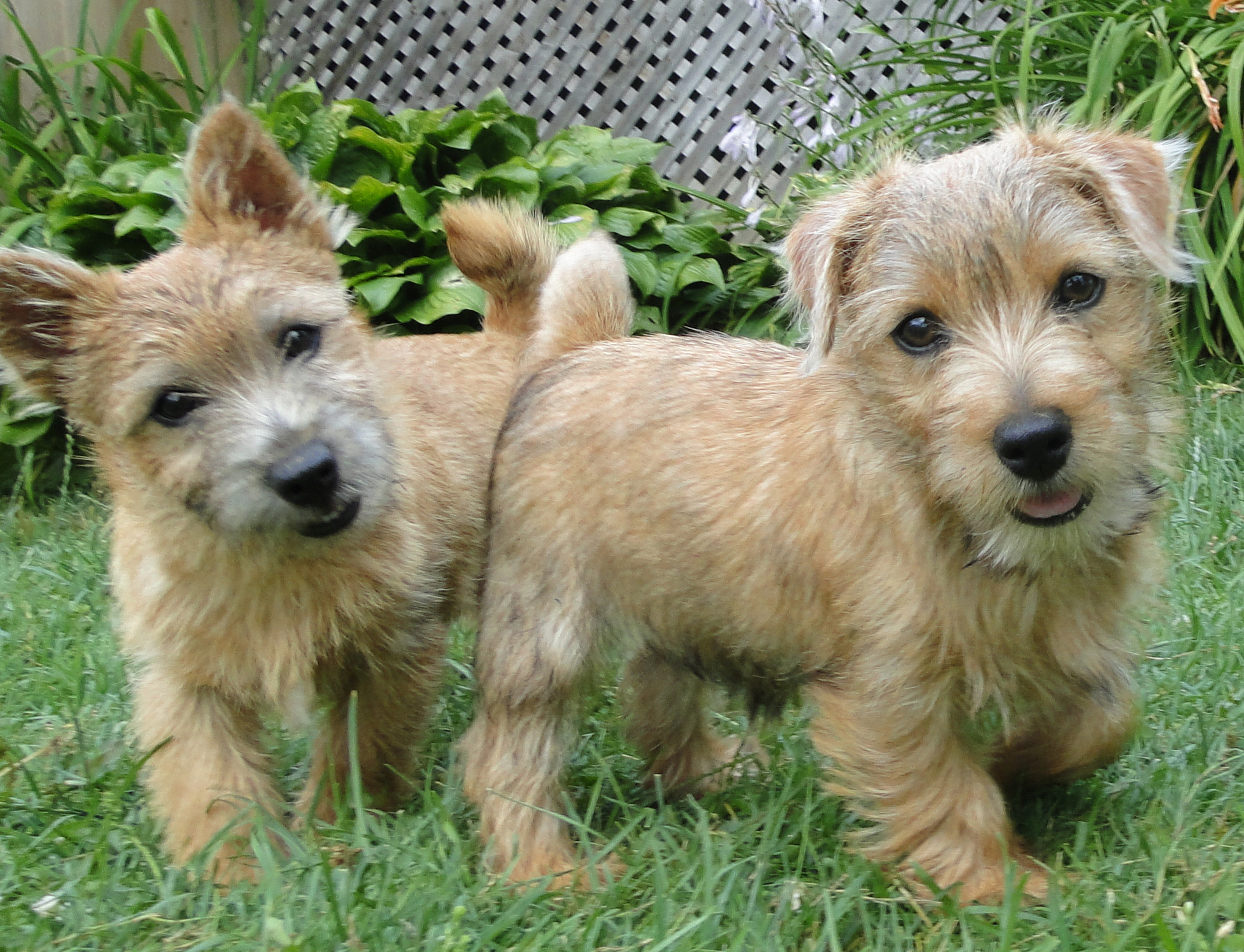Two Norfolk and Norwich Terrier puppies at Dralion Kennels