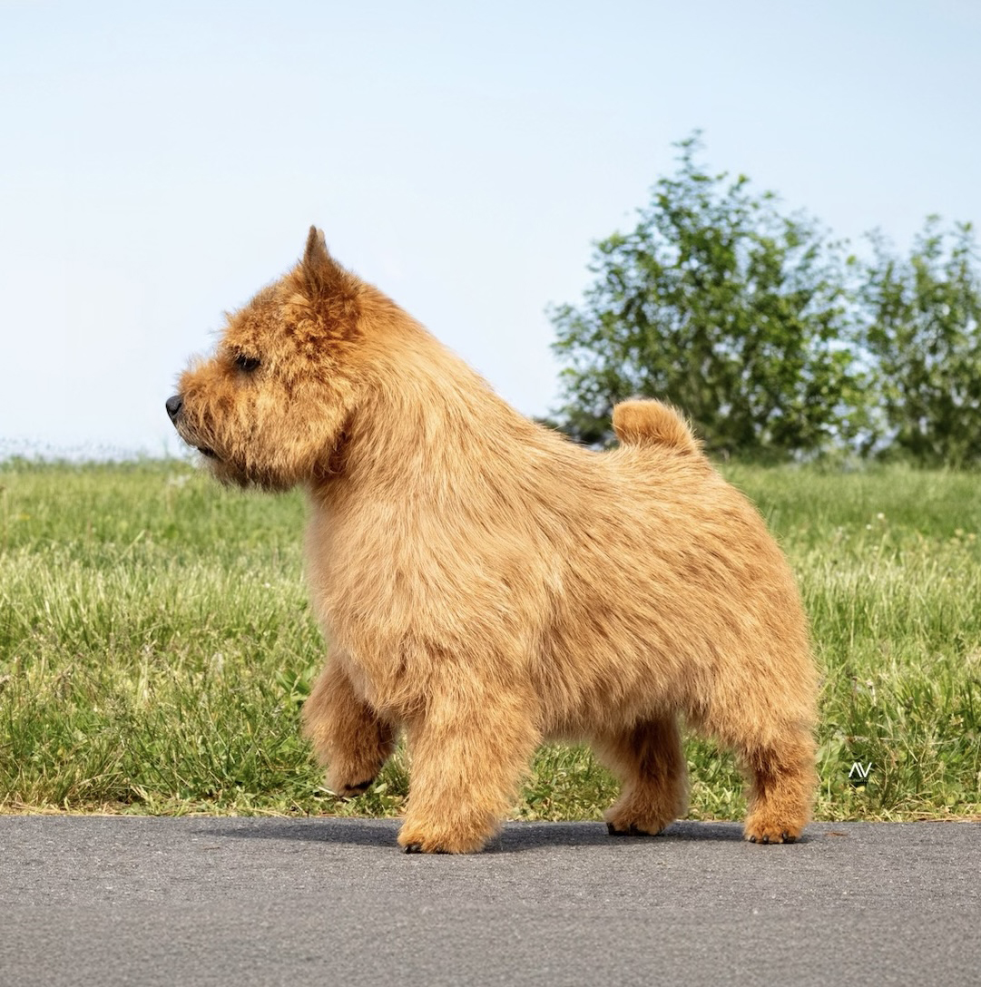 Walkie Talkie - US CH Dralion's Talk of the Town at Highwood